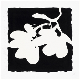 Lantern Flowers, May 10, 2012 (White)
