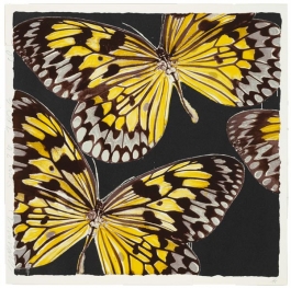 Monarchs, Jan. 24, 2006