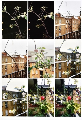 Process (apple tree) (2012)