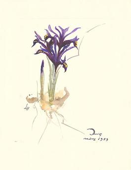 Iris