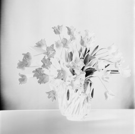 Tulpen II