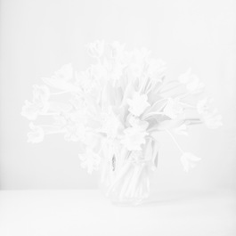 Tulpen II