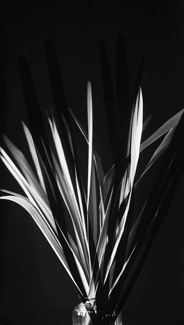Schatten VI
