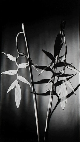 Schatten V
