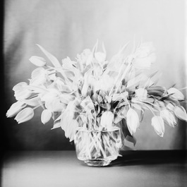 Tulpen II