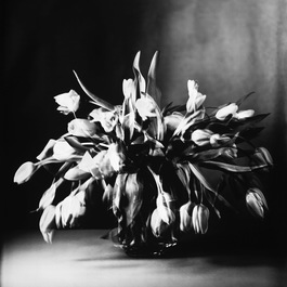 Tulpen II