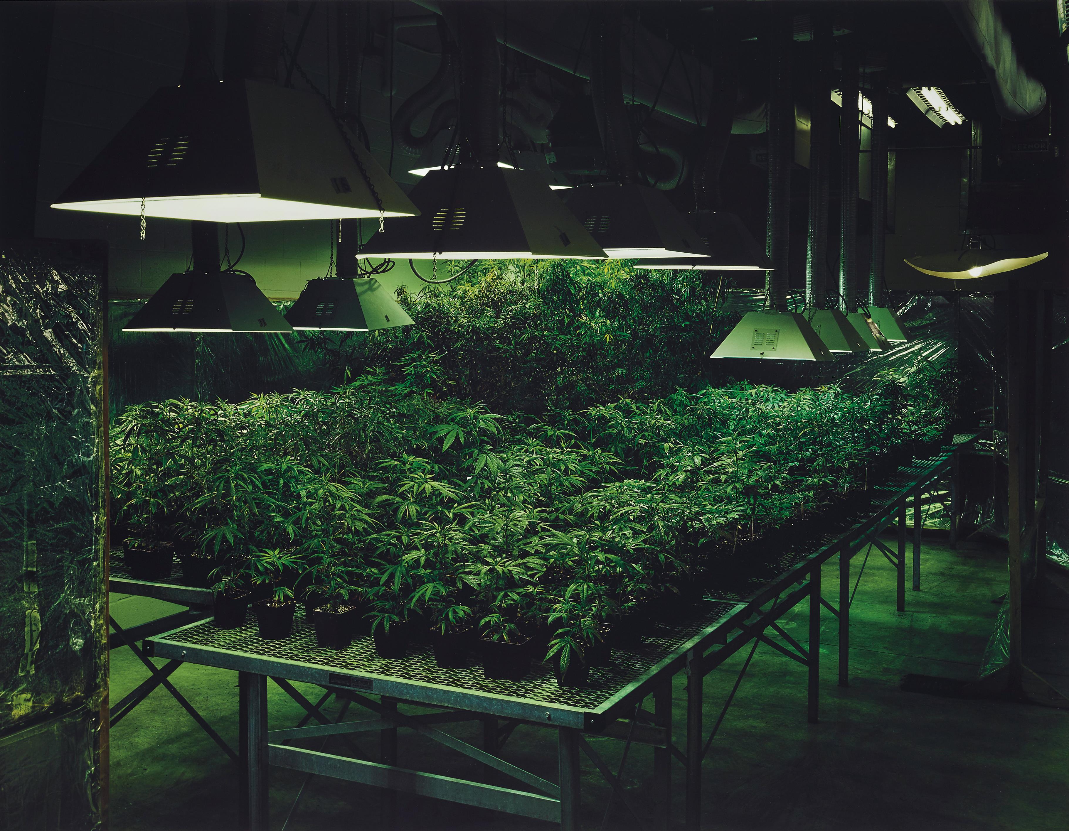 Research Marijuana Crop Grow Room, National Center For Natural Products