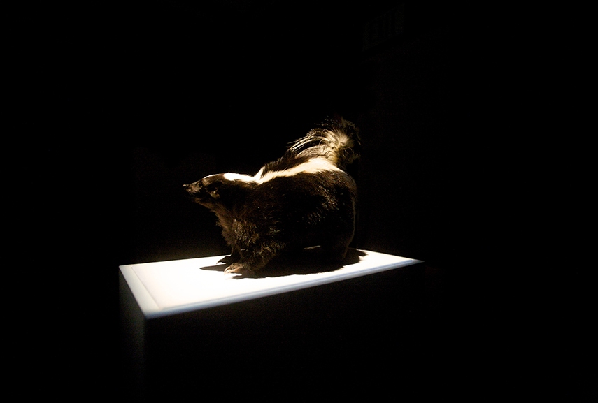alexadre singh exhibition