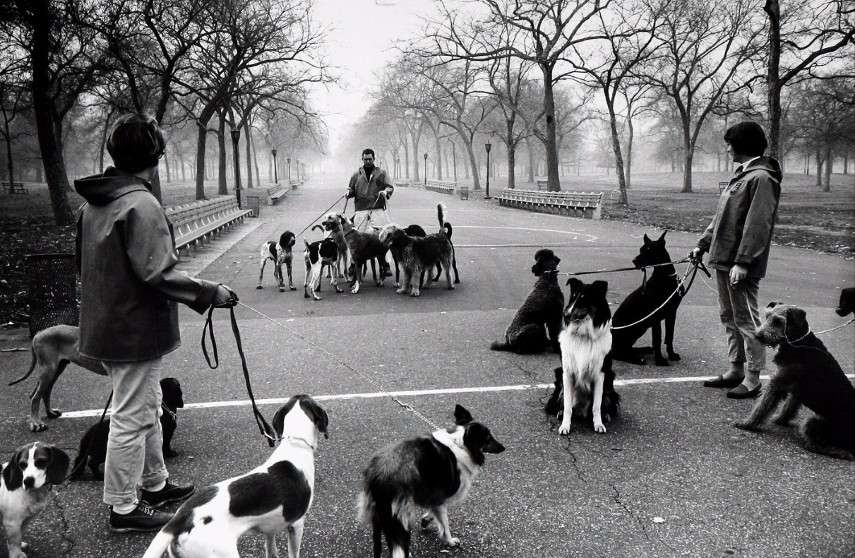 Alfred Eisenstaedt - Dog walking in Central Park in Monroe gallery, 1964 - Image via theredlistcom