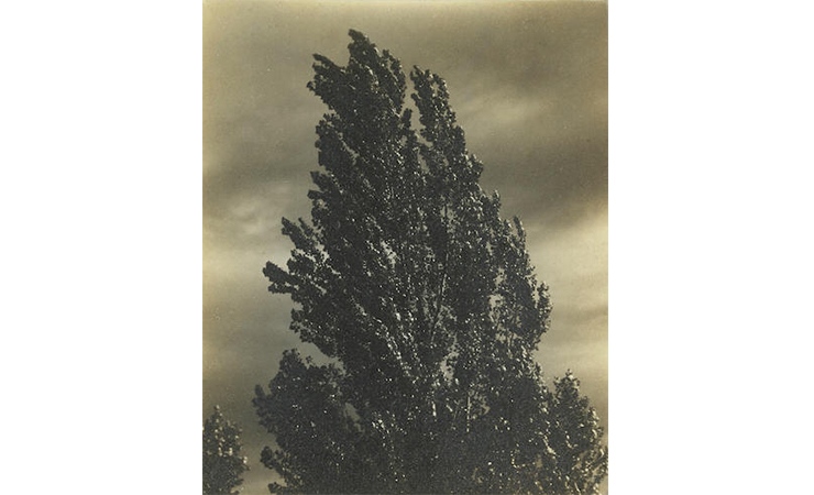 Bonhams auction, new york