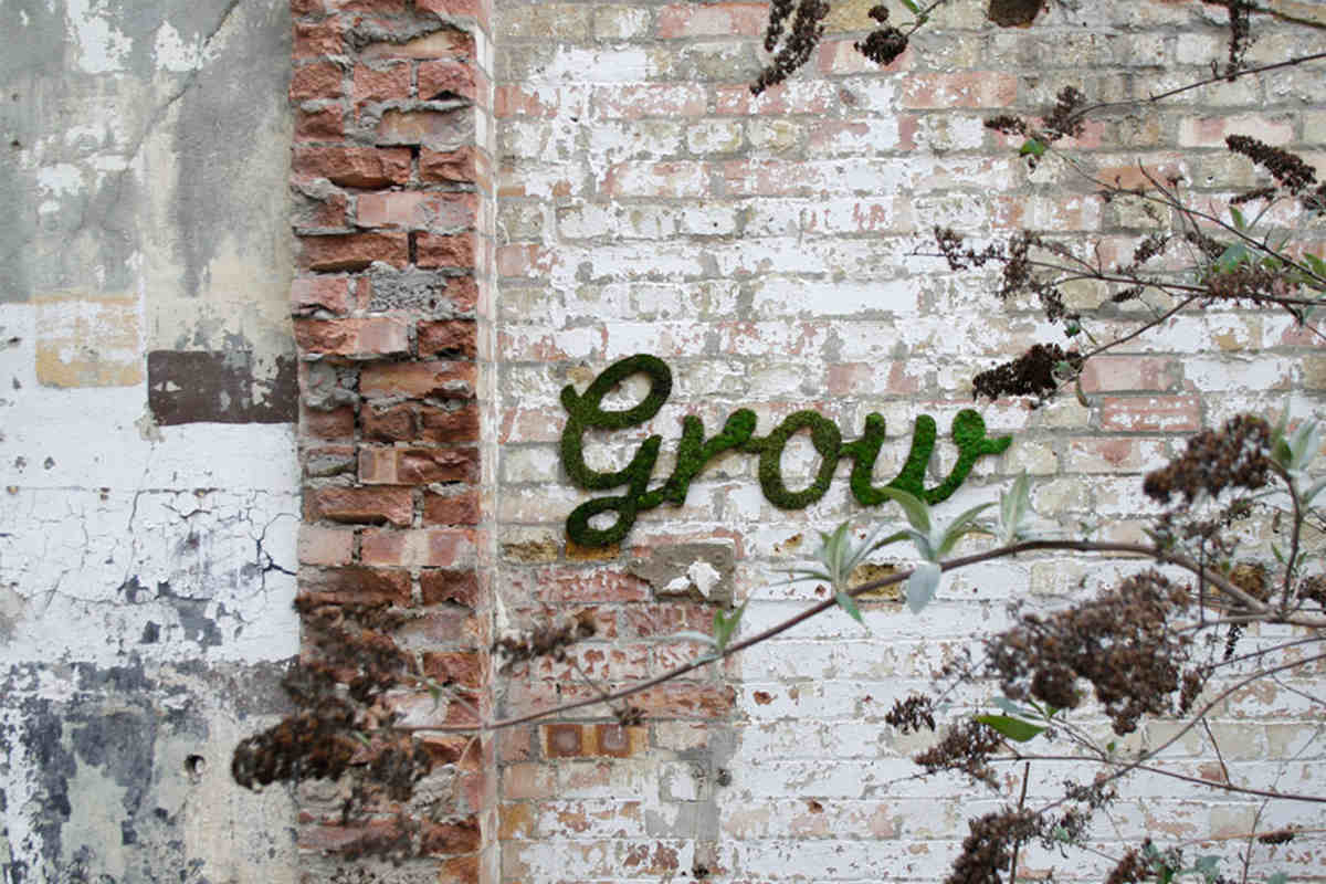 How to Make Moss Graffiti – Step by Step Guide to the Coolest DIY ...