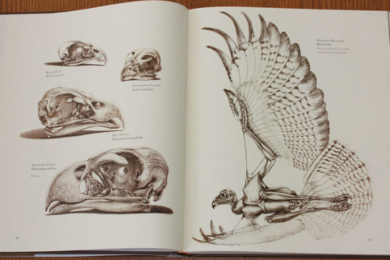 Ten Best Books on Animal and Human Anatomy for Artists Widewalls
