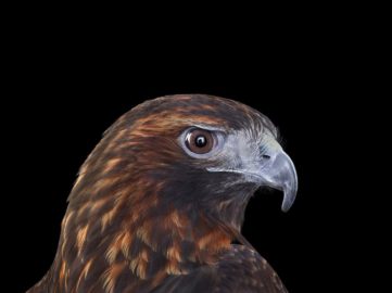Brad Wilson - Red Tailed Hawk #4, Albuquerque, NM, 2016