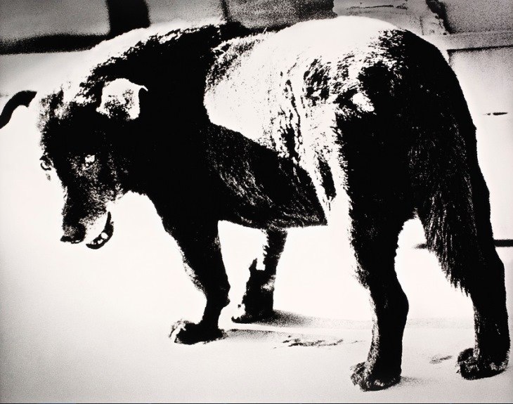 Daido Moriyama - Stray Dog (Lot 1008). Estimated at $9,029-$11,608; sold for $10,963