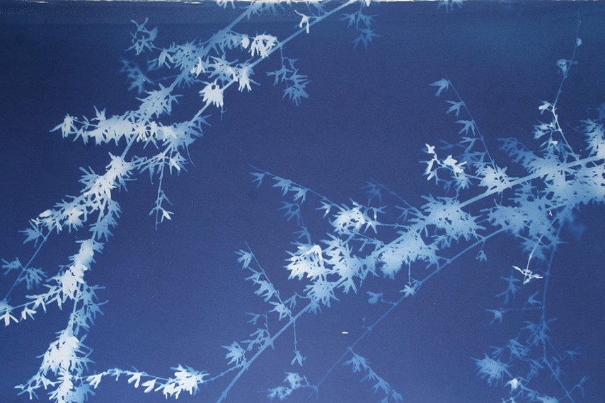 Dan Peyton photograms are an example of photogram technique used to produce cameraless photography. Contact us to see the available photogram works