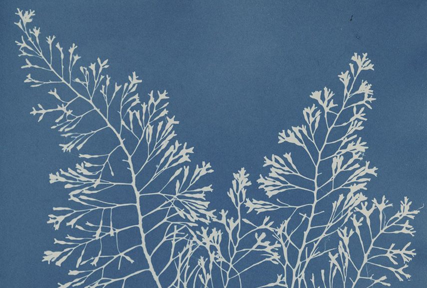 photogram