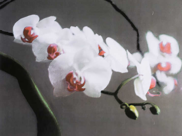 Auctionata