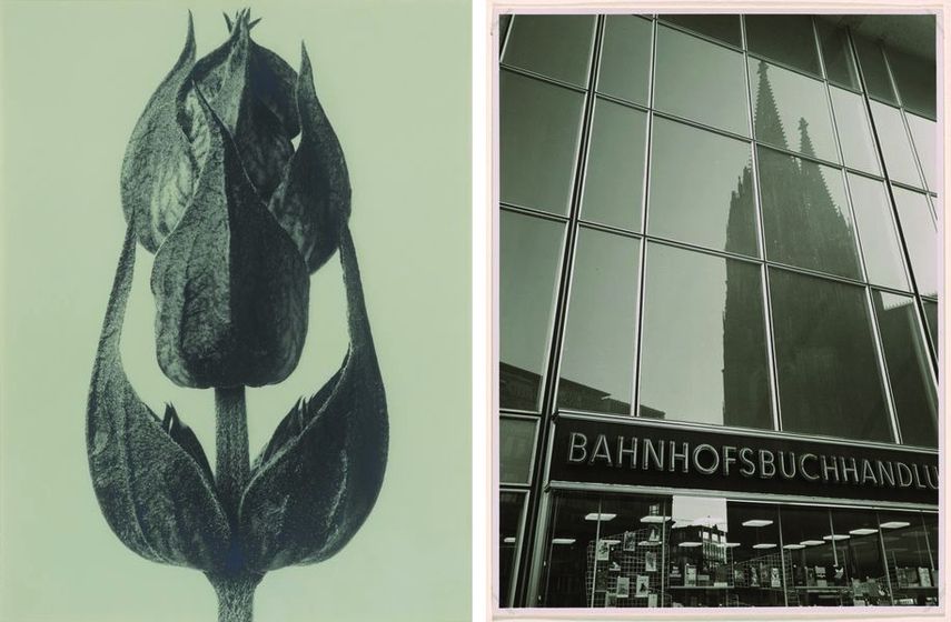 Karl Blossfeldt - Salvia officinalis, Karl Hugo Schmölz - Station bookshop