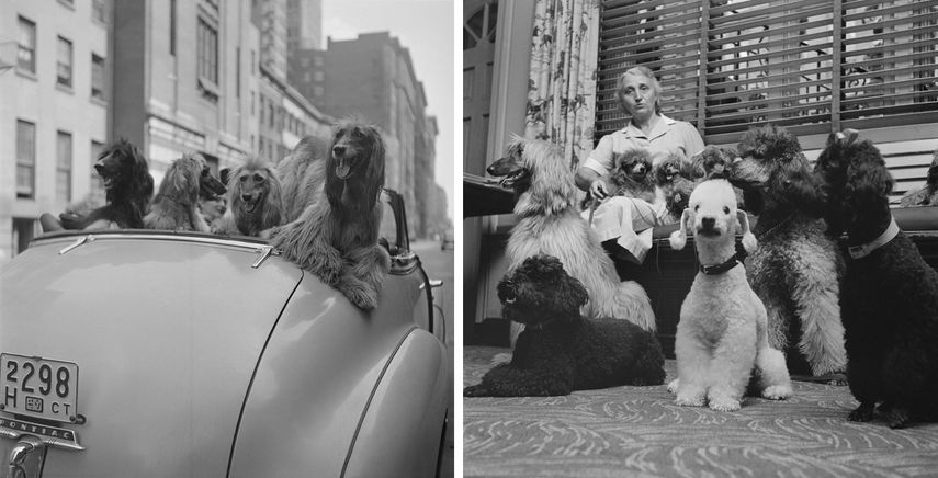Stanley Kubrick, From A Dog’s Life in the Big City, 1949
