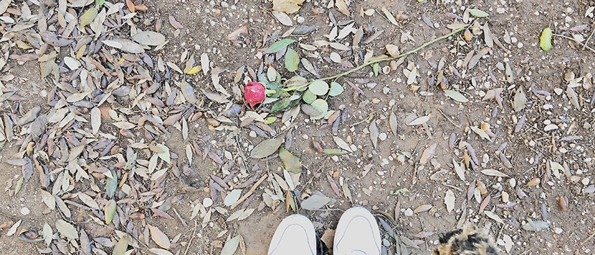 Leman S. Darıcıoğlu - Bir Güle Bakmak, Looking After a Rose, 2018