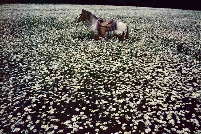 Linda McCartney - Lucky Spot in Daisy Field