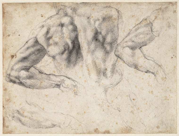 Michelangelo Buonarroti - Study of the back and left arm
