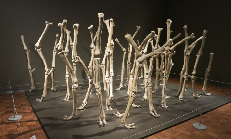 Nancy Graves - Variability of Similar Forms in New York gallery contact and view privacy terms