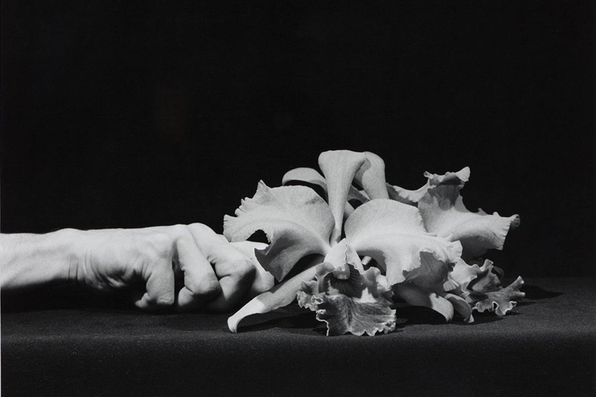 Robert Mapplethorpe - Orchid and Hand, 1983 patti