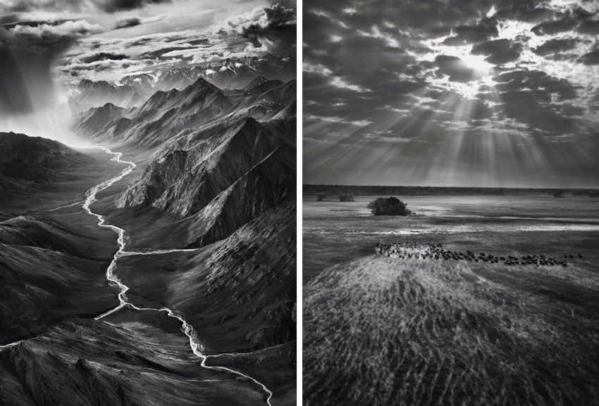 Sebastiao Salgado - Brooks Range, Arctic National Wildlife Refuge, Alaska, USA, 2009 (Left) / Buffalos, Kafue National Park, Zambia, 2010 (Right) new pictures privacy