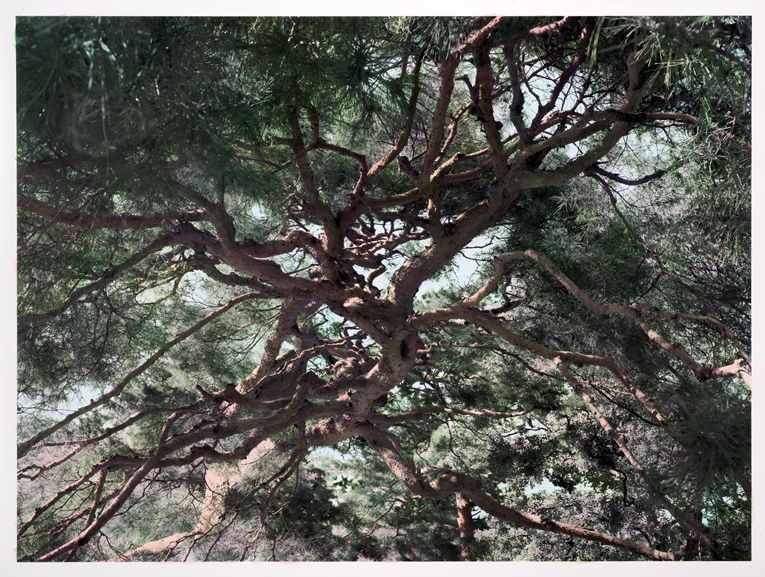 Shi Guowei - Pine