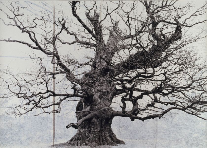 Tacita Dean - Majesty, 2006