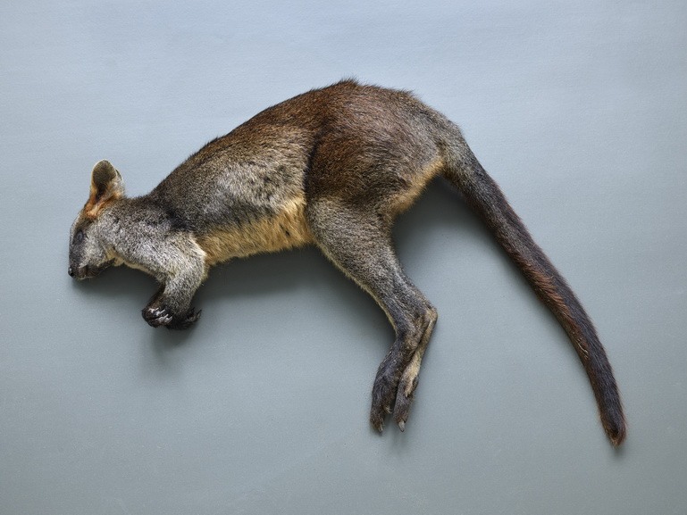 Thomas Struth - Bergkänguru (Macropus robustus), Leibnitz IZW, Berlin, 2017