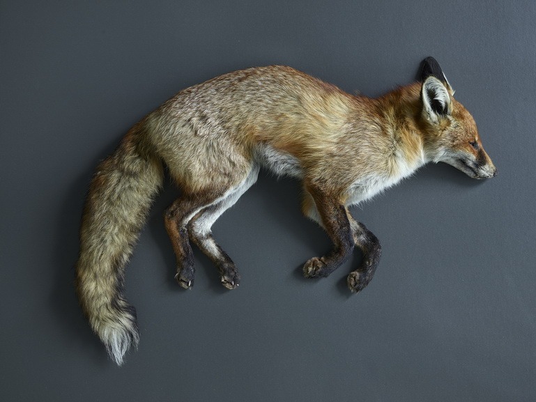 Thomas Struth - Rotfuchs (Vulpes vulpes), Leibniz IZW, Berlin, 2017
